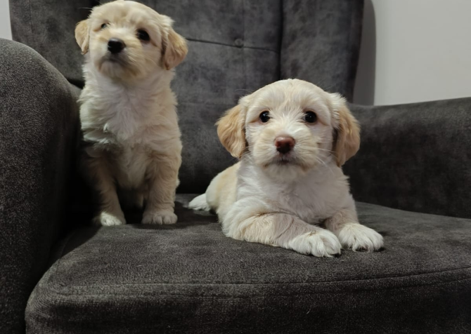 Maltipoo yavru